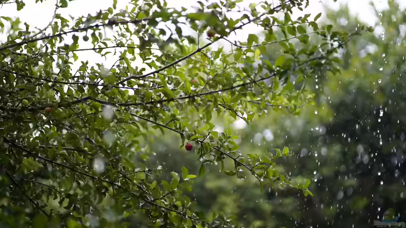 Blog: Petrichor: Warum Regen im Garten so unverwechselbar duftet (8189)