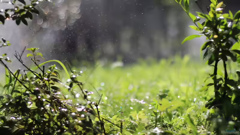 Blog: Petrichor: Warum Regen im Garten so unverwechselbar duftet (8189)