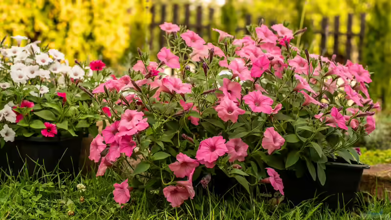 Blog: Petunien - Farbenprächtige Dauerblüher für Garten, Balkon und Terrasse (7907)