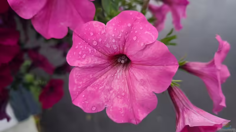 Blog: Petunien - Farbenprächtige Dauerblüher für Garten, Balkon und Terrasse (7907)