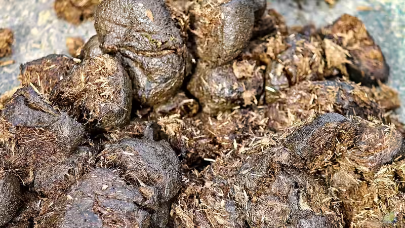 Blog: Pferdemist als Dünger: Der natürliche Turbo für Deinen Garten (7073)