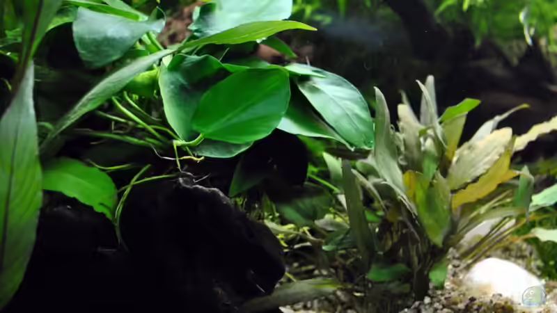 Blog: Pflanzen für das ostafrikanische Buntbarschaquarium Teil 3: Anubias barteri var. Barteri (5548)
