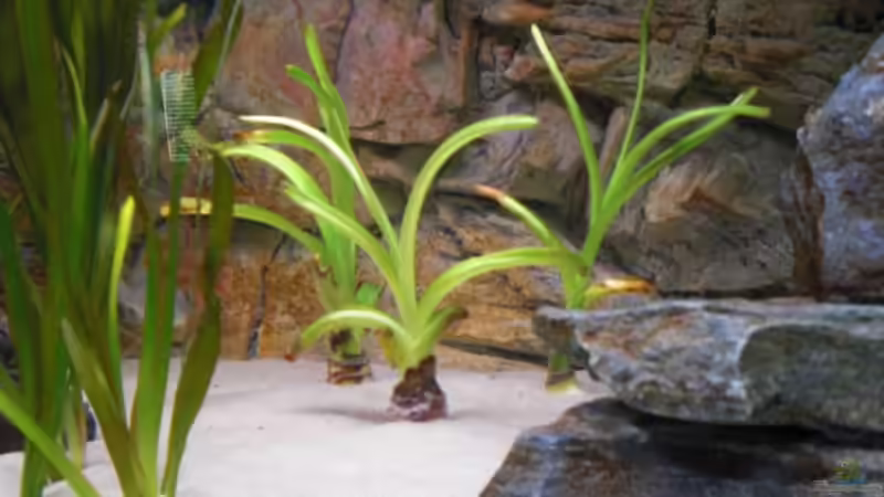 Blog: Pflanzen für das ostafrikanische Buntbarschaquarium Teil 4: Crinum thaianum (5549)