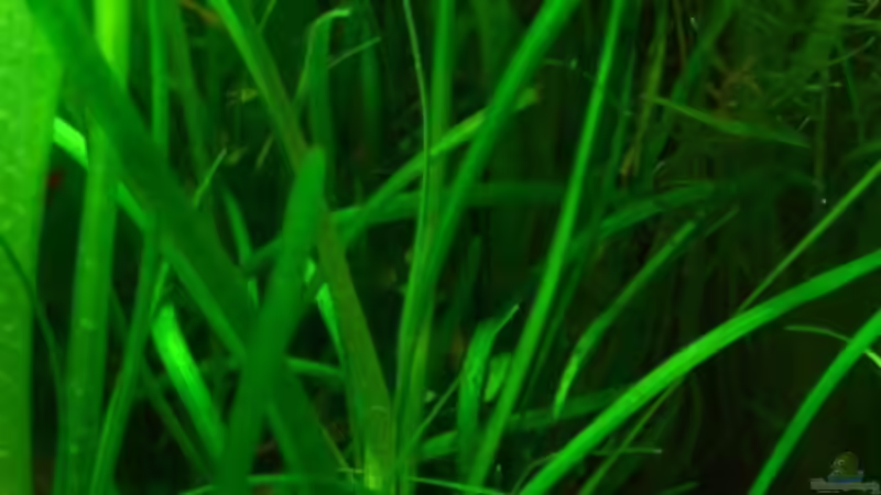 Blog: Pflanzen für das ostafrikanische Buntbarschaquarium Teil 5: Vallisneria spiralis (5560)