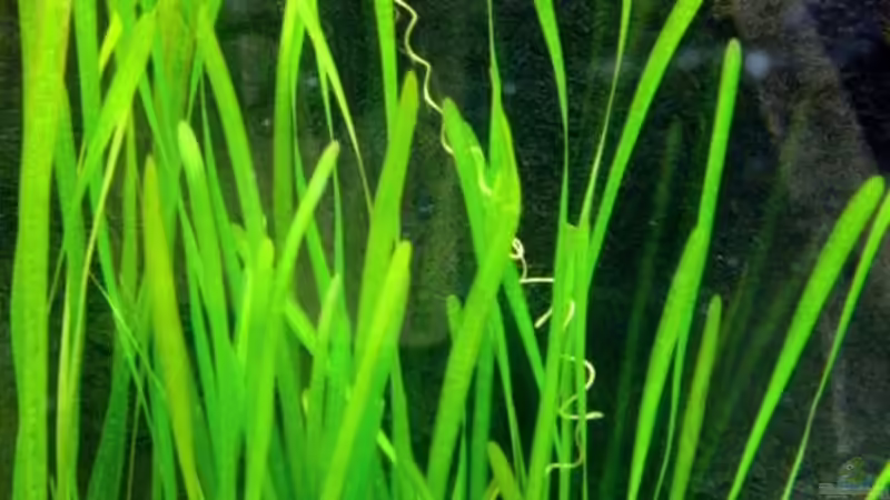 Blog: Pflanzen für das ostafrikanische Buntbarschaquarium Teil 5: Vallisneria spiralis (5560)