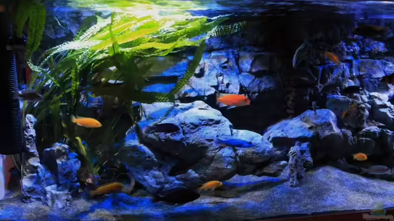 Blog: Pflanzen für das ostafrikanische Buntbarschaquarium Teil 6: Cryptocoryne (5561)