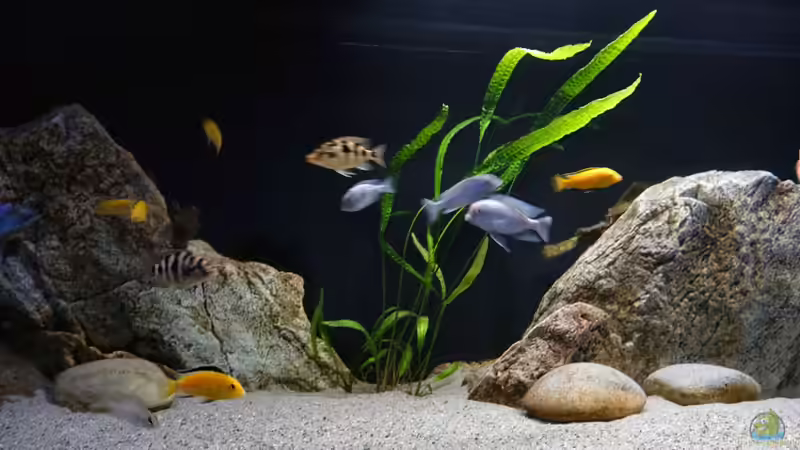 Blog: Pflanzen für das ostafrikanische Buntbarschaquarium Teil 6: Cryptocoryne (5561)