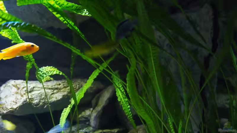 Blog: Pflanzen für das ostafrikanische Buntbarschaquarium Teil 6: Cryptocoryne (5561)