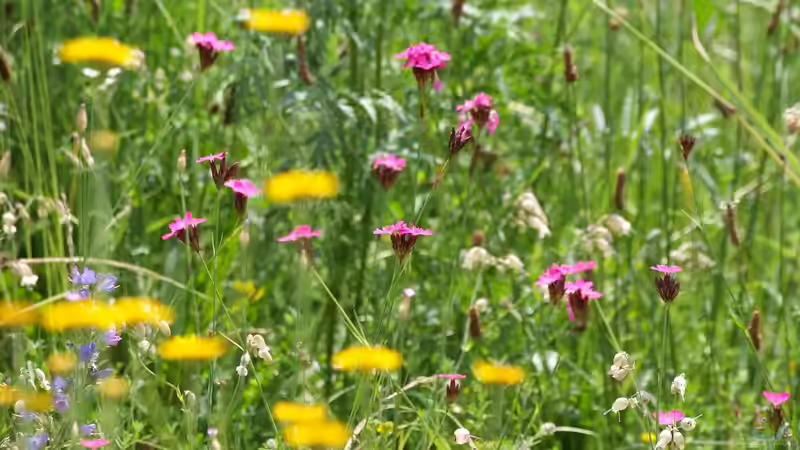 Blog: Pflanzen für den Naturgarten: Das sind die Gos und No-Gos (6930)