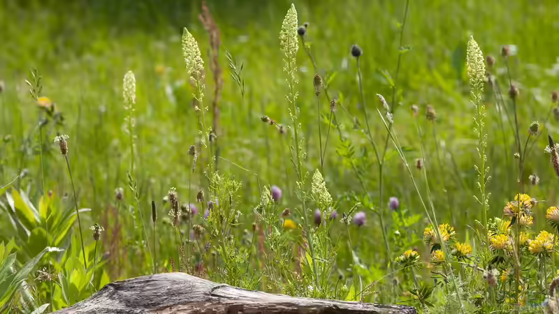 Blog: Pflanzen für den Naturgarten: Das sind die Gos und No-Gos (6930)