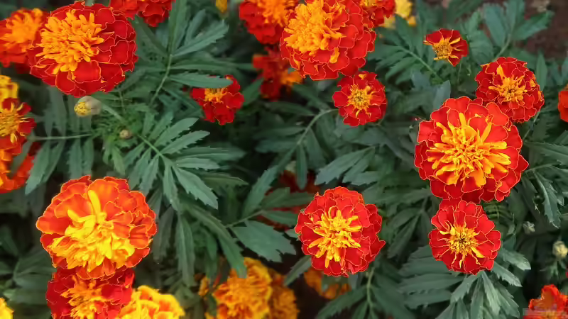 Blog: Pflanzen für Gartenanfänger: Schneller Erfolg im neuen Hobby (6929)