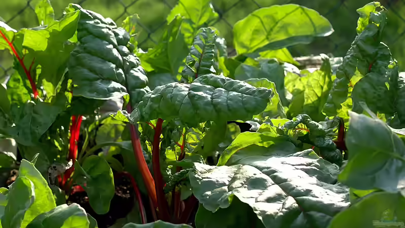 Blog: Pflanzen für Gartenanfänger: Schneller Erfolg im neuen Hobby (6929)