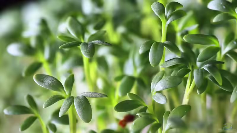 Blog: Pflanzen für Gartenanfänger: Schneller Erfolg im neuen Hobby (6929)