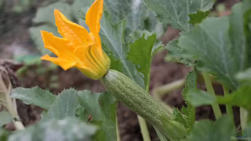 Blog: Pflanzen für Gartenanfänger: Schneller Erfolg im neuen Hobby (6929)