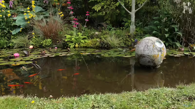 Blog: Pflanzen für späten Nektar: Nahrung für Insekten im Herbst (6497)
