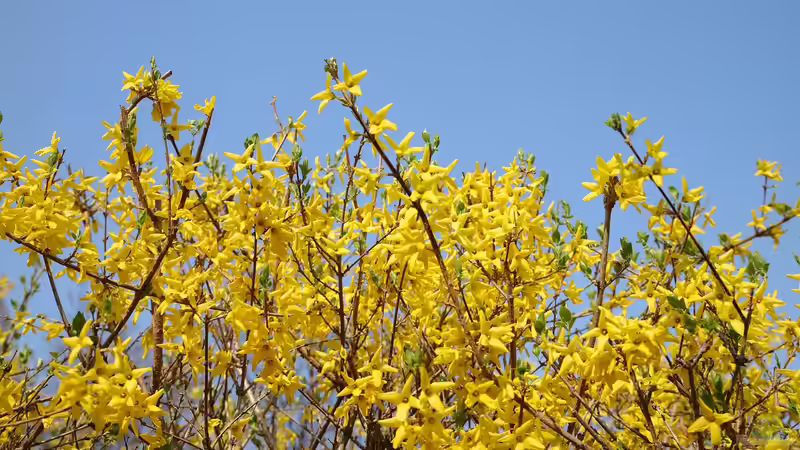 Blog: Pflege nach der Blüte: Was die Forsythie jetzt braucht (6863)