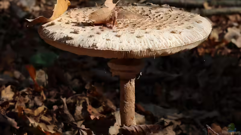 Blog: Pilze im Garten anbauen: Was ist möglich? (6382)