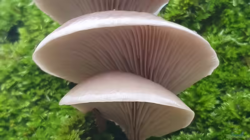 Blog: Pilze im Garten anbauen: Was ist möglich? (6382)