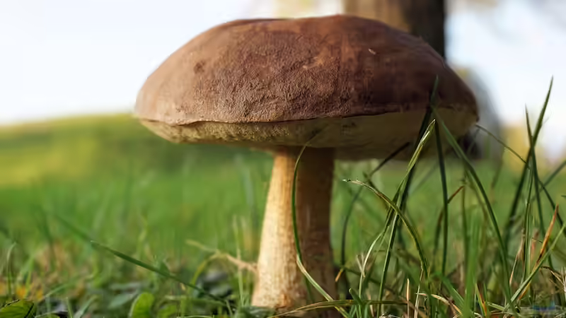 Blog: Pilze sammeln im Herbst: Beliebte essbare Arten und Tipps zum richtigen Sammeln (6512)
