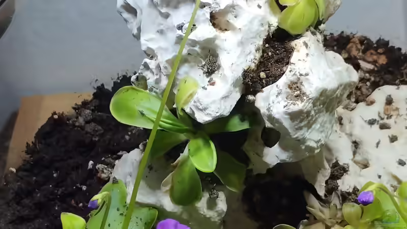 Blog: Pinguicula  (7023) von Thomas Kreuter