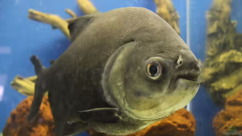 Blog: Piranhas: Das sind die gefährlichsten Arten (7778)