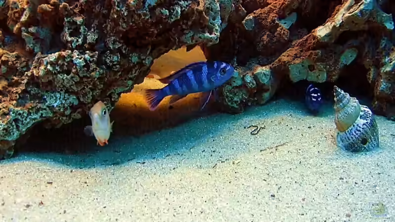 Blog: Pseudotropheus demasoni - Haltung und Vergesellschaftung (155)