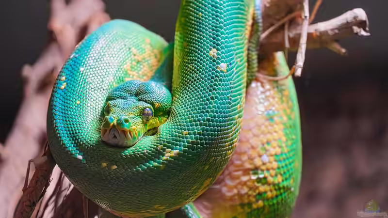 Blog: Python-Arten - Ein Überblick über die Riesenschlangen, Lebensweise und Haltung (7561)