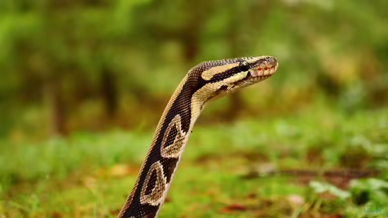 Blog: Python-Arten - Ein Überblick über die Riesenschlangen, Lebensweise und Haltung (7561)