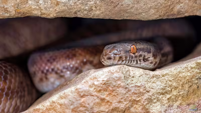 Blog: Python-Arten - Ein Überblick über die Riesenschlangen, Lebensweise und Haltung (7561)