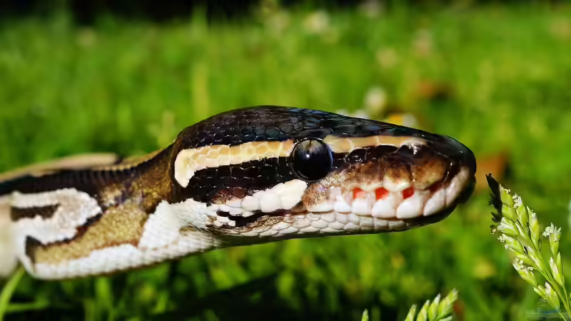 Blog: Python-Arten - Ein Überblick über die Riesenschlangen, Lebensweise und Haltung (7561)