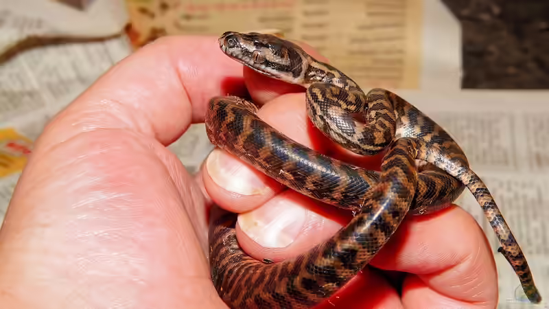 Blog: Python-Arten - Ein Überblick über die Riesenschlangen, Lebensweise und Haltung (7561)