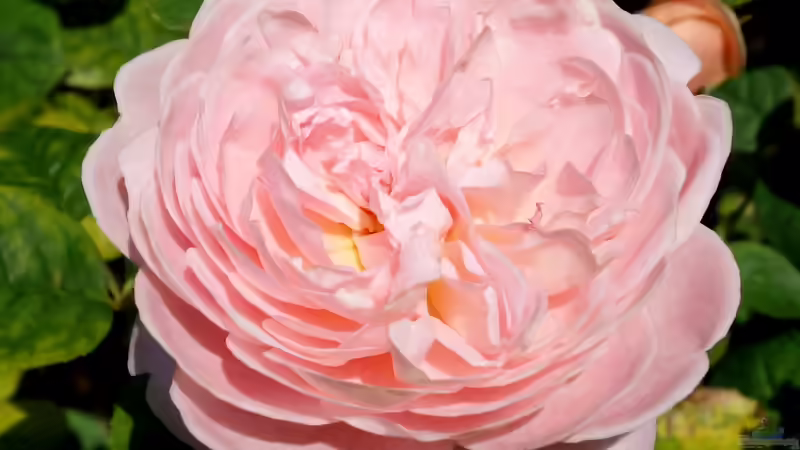 Blog: Queen Mary´s Rose Gardens in London - Das berühmte Rosengarten-Paradies im Herzen des Regent’s Park (7989)