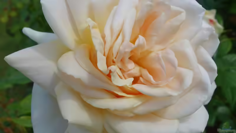 Blog: Queen Mary´s Rose Gardens in London - Das berühmte Rosengarten-Paradies im Herzen des Regent’s Park (7989)