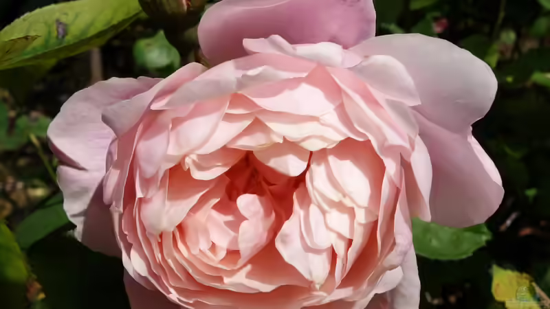 Blog: Queen Mary´s Rose Gardens in London - Das berühmte Rosengarten-Paradies im Herzen des Regent’s Park (7989)