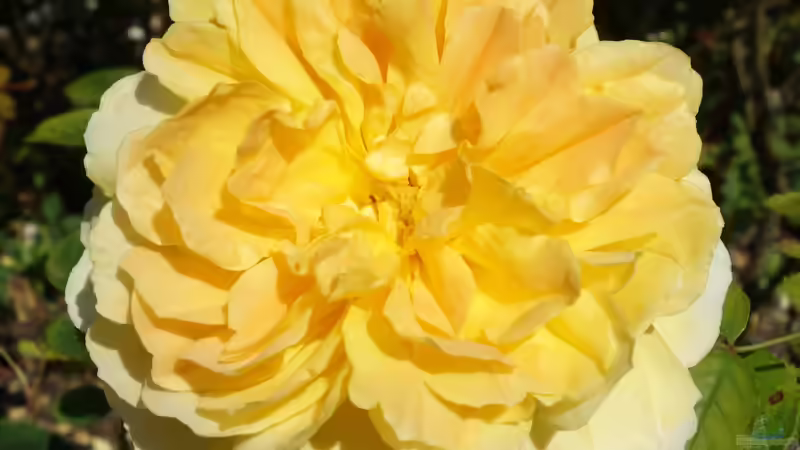 Blog: Queen Mary´s Rose Gardens in London - Das berühmte Rosengarten-Paradies im Herzen des Regent’s Park (7989)