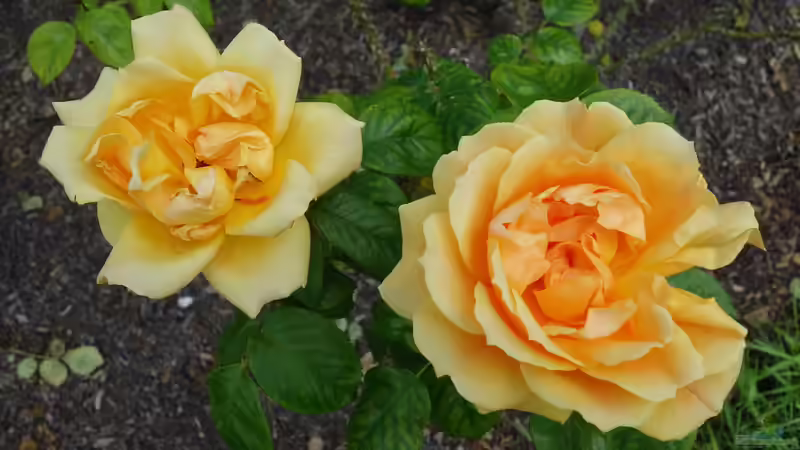 Blog: Queen Mary´s Rose Gardens in London - Das berühmte Rosengarten-Paradies im Herzen des Regent’s Park (7989)