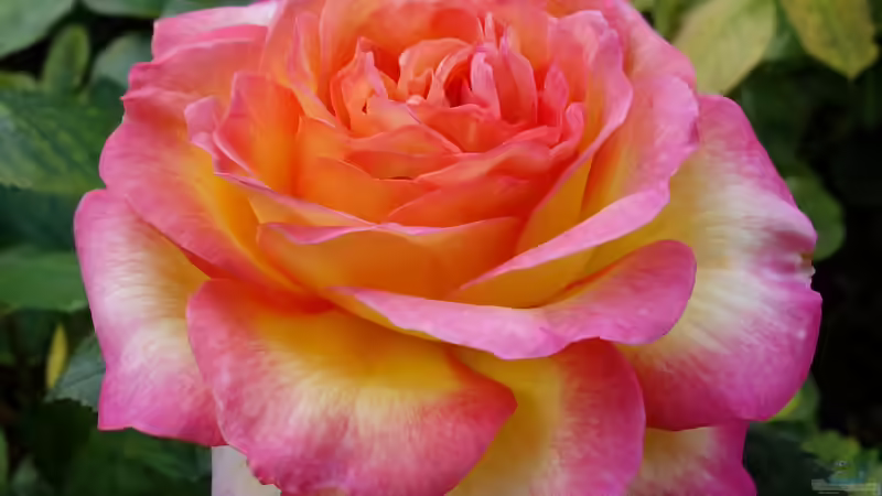 Blog: Queen Mary´s Rose Gardens in London - Das berühmte Rosengarten-Paradies im Herzen des Regent’s Park (7989)