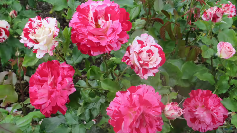 Blog: Queen Mary´s Rose Gardens in London - Das berühmte Rosengarten-Paradies im Herzen des Regent’s Park (7989)