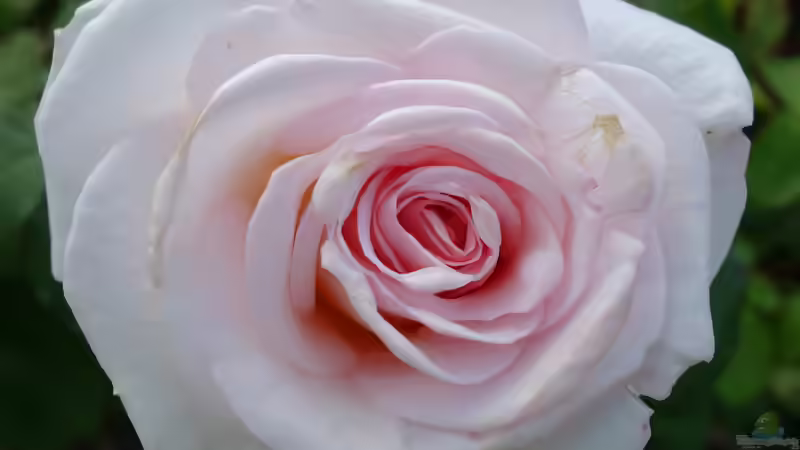 Blog: Queen Mary´s Rose Gardens in London - Das berühmte Rosengarten-Paradies im Herzen des Regent’s Park (7989)