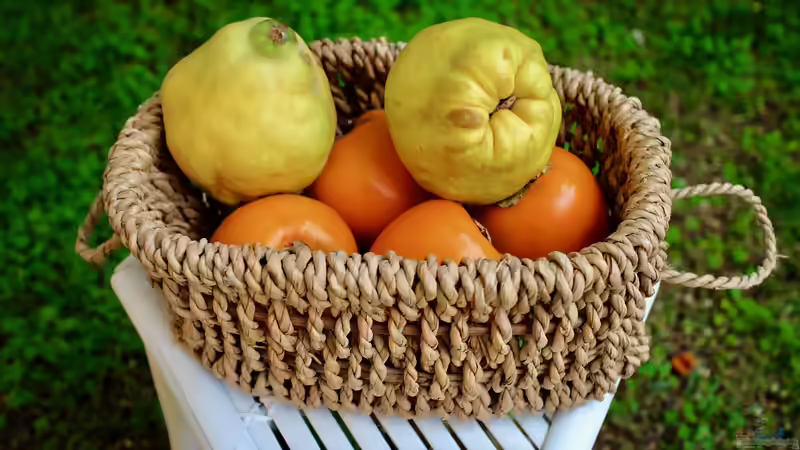 Blog: Quitten im Herbst: Ernte, Lagerung, Pflege und Verarbeitung (7400)