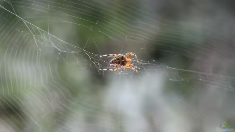 Blog: Radnetzspinnen: Lebensweise, Arten und Nutzen (8251)