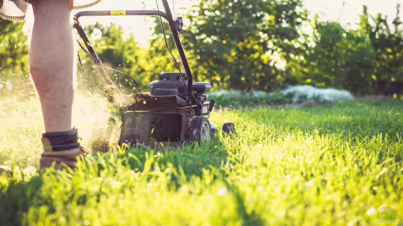 Blog: Rasen bei Hitze retten: So bleibt der Garten auch im Sommer grün und vital (8016)