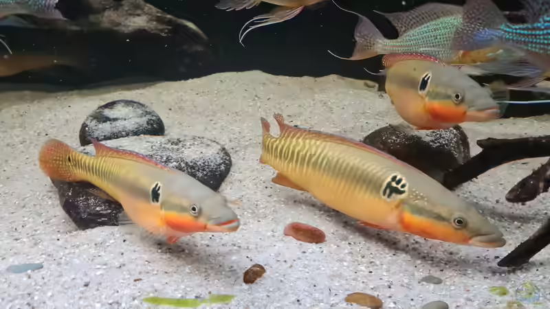 Blog: Raubfische aus Südamerika: Das sind die bei Aquarianern beliebtesten Arten (7838)