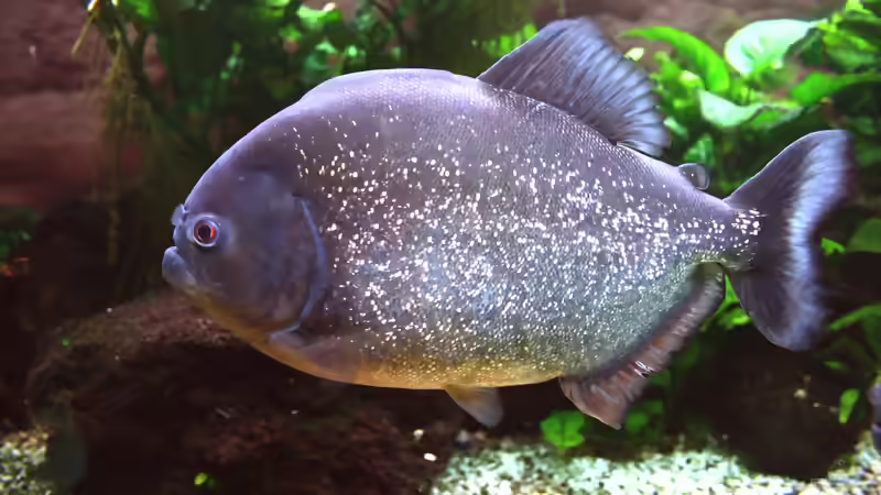 Blog: Raubsalmler aus Südamerika: faszinierende Jäger für große Aquarien (8365)