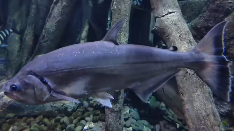 Blog: Raubsalmler aus Südamerika: faszinierende Jäger für große Aquarien (8365)