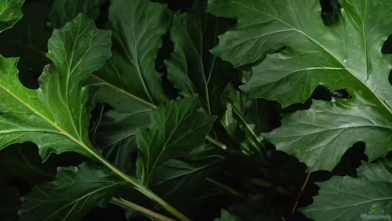 Blog: Rauke oder Rucola? Alles, was du über das beliebte Würzkraut wissen musst (7741)