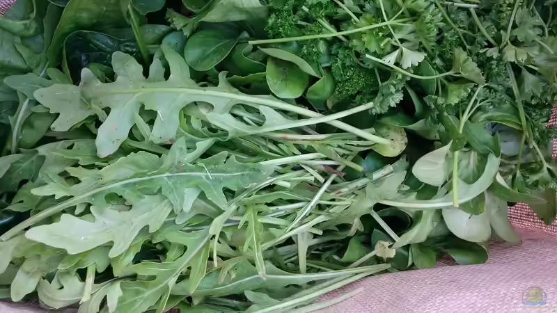 Blog: Rauke oder Rucola? Alles, was du über das beliebte Würzkraut wissen musst (7741)
