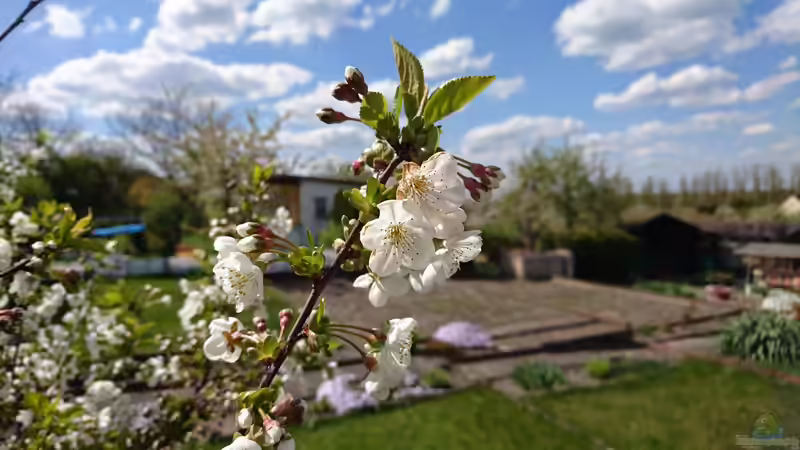 Blog: Regeln im Schrebergarten: Diese musst du nicht akzeptieren (7961)