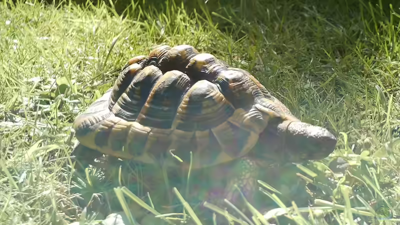 Blog: Reptilien als Haustiere für Kinder: Sicherheit und Pflege (5915)