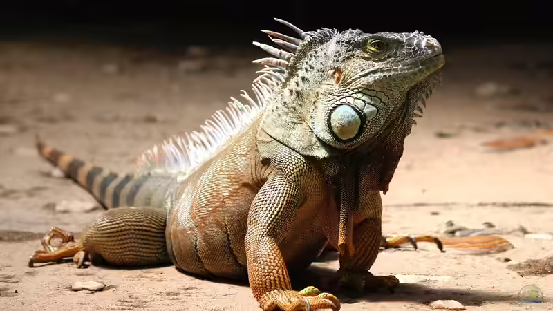 Blog: Reptilienauffangstationen in Deutschland - Verantwortung, Rettung und Artenschutz (7693)